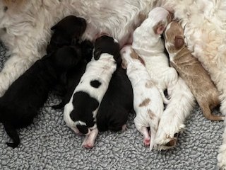 Rodeo newborn pups.jpg