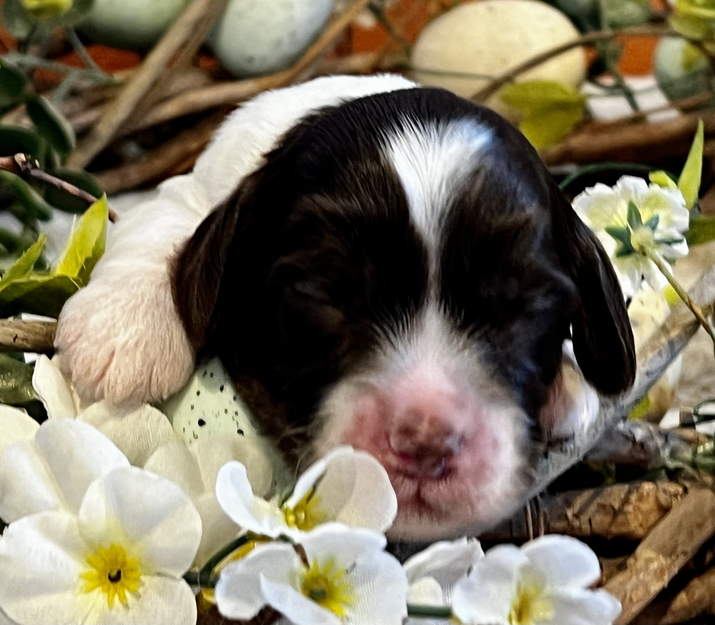 Stetson almost 2 weeks Rodeo Litter .jpg