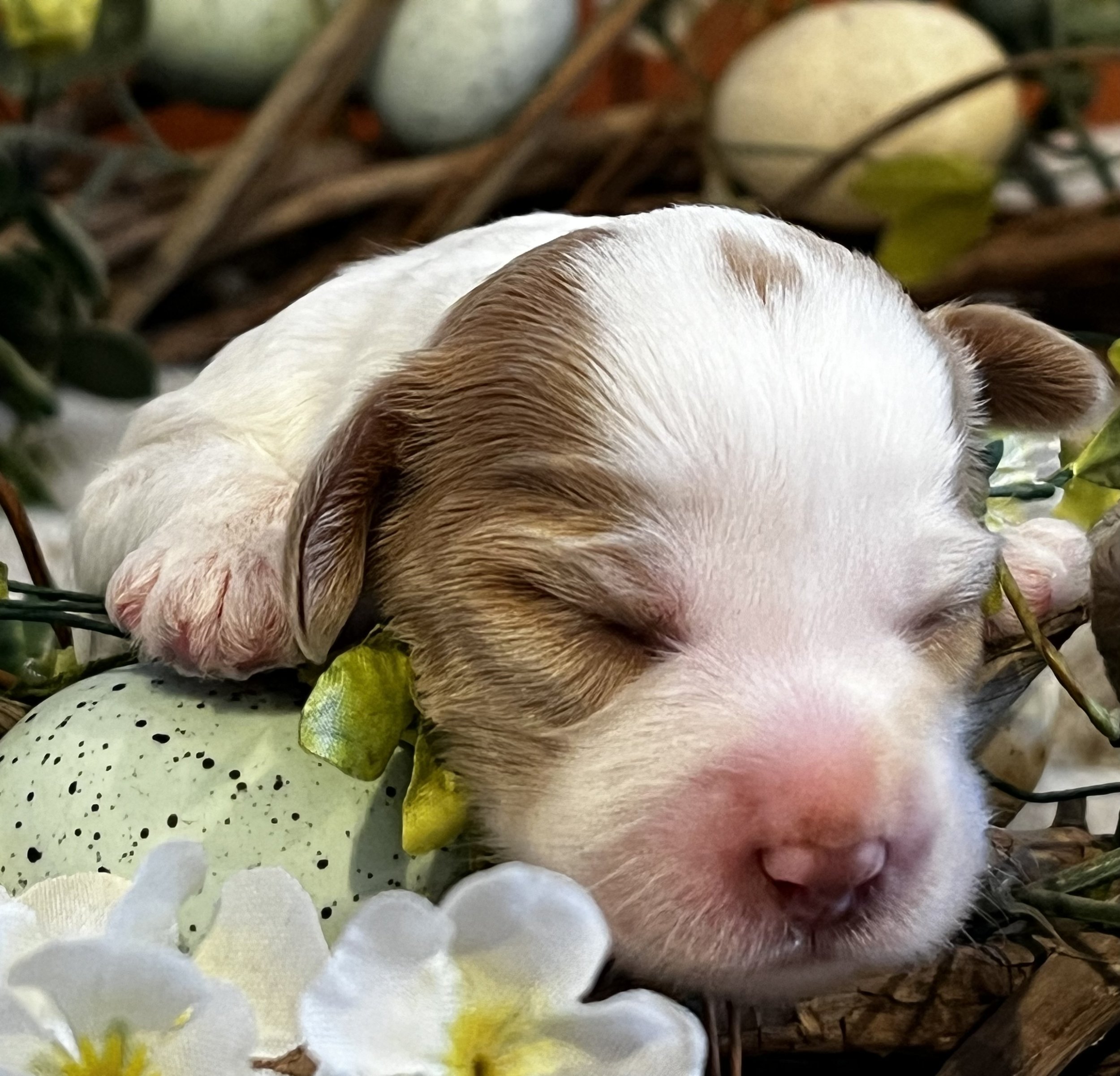 Brisby almost 2 weeks Rodeo LItter .jpg