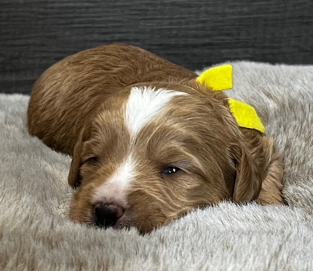 Maverick @ 2 weeks On the Go Litter: yellow collar  .jpg