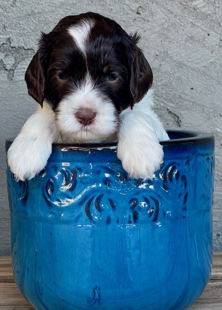 Stetson 4 weeks Rodeo Litter .jpg