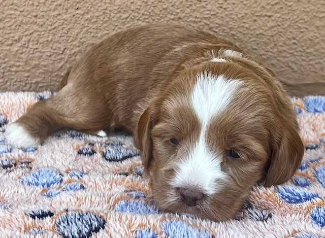 Bentley 3 weeks On the Go Litter .jpg