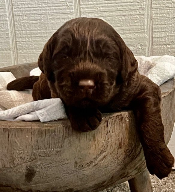 Maddux 2 weeks Grand Slam Litter .jpg