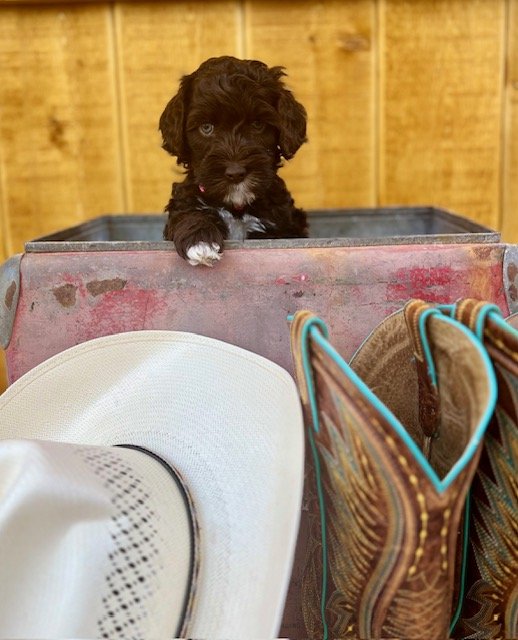 Cowgirl 6 weeks Rodeo.jpg