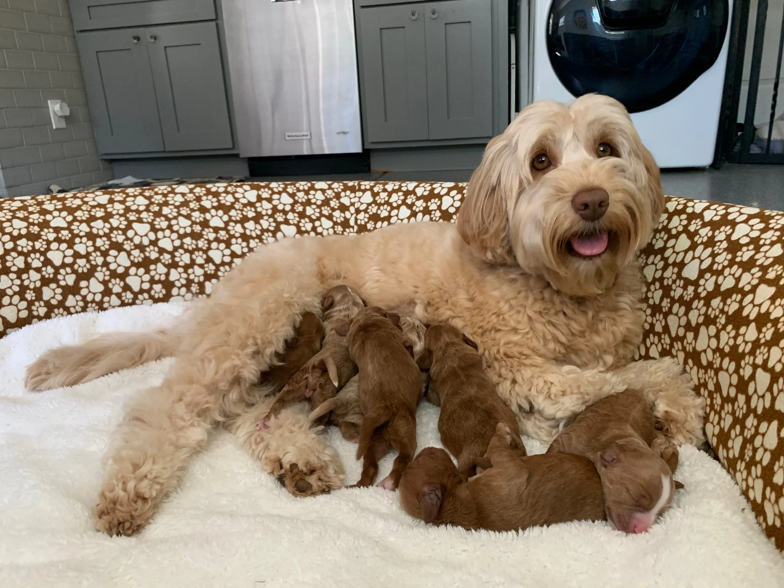 Maggie w Stars and Stripes Newborns.jpeg
