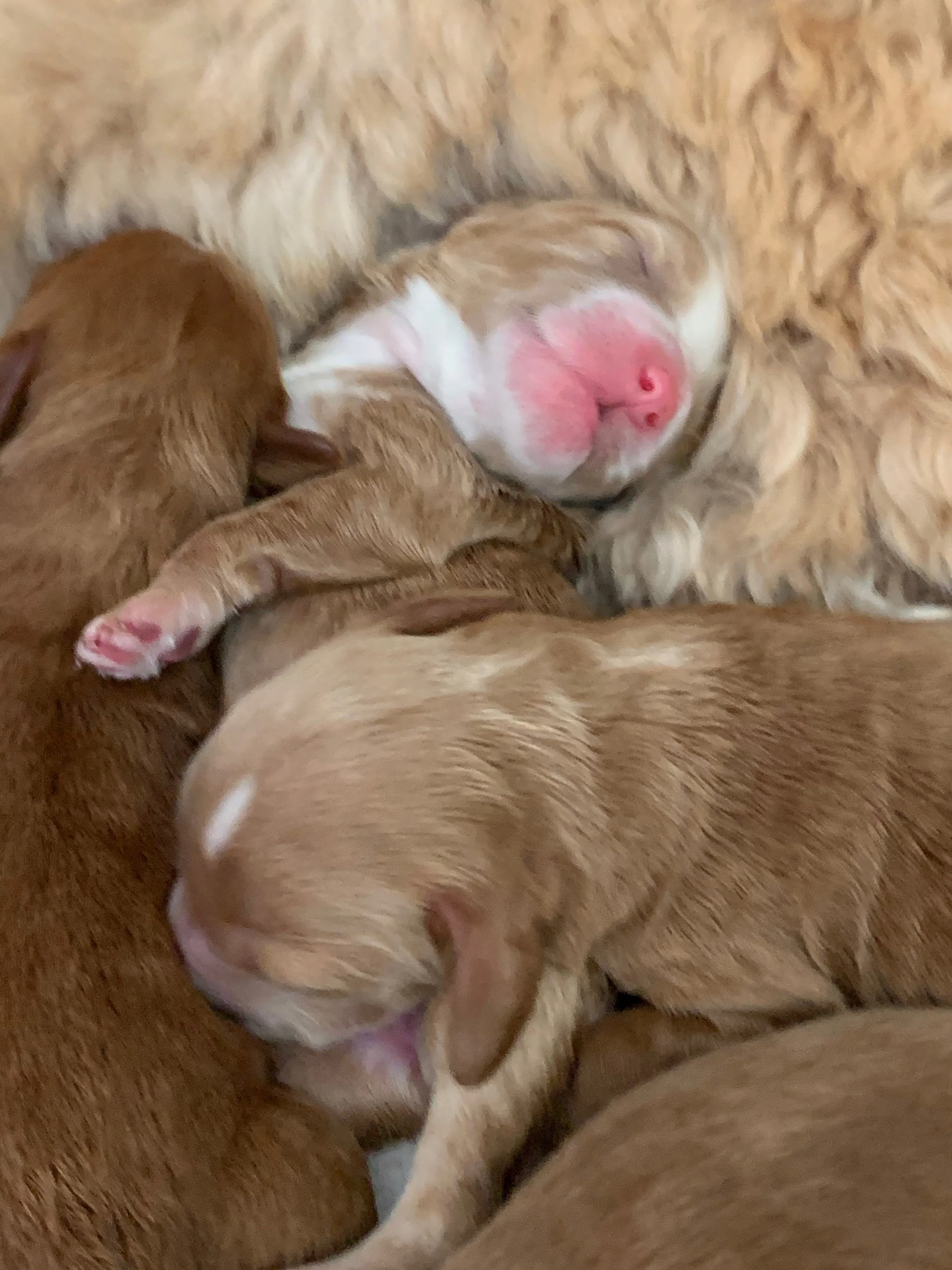 Close up of Stars and Stripes.jpeg