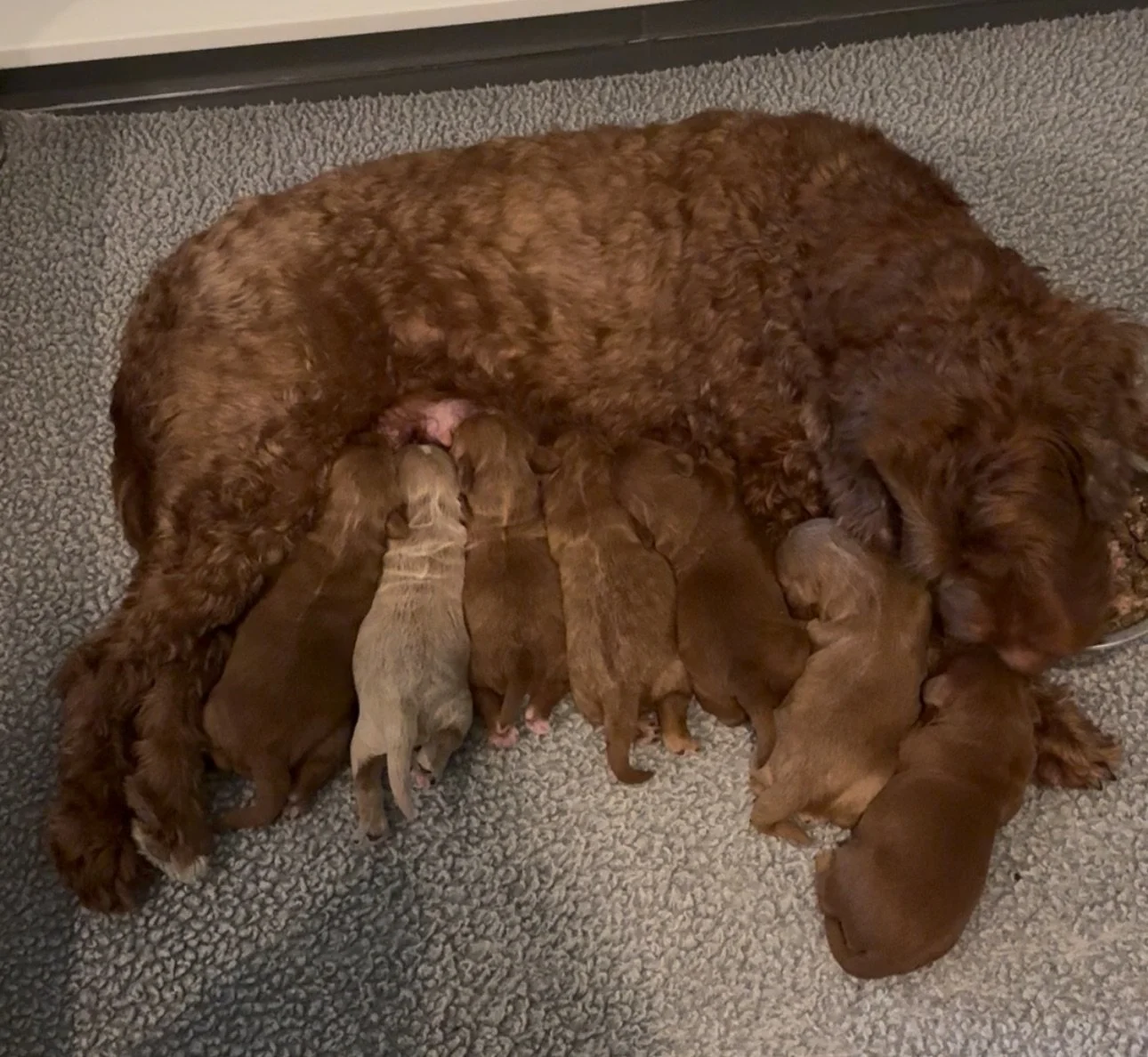 Paige with Shooting Star Newborns.jpeg