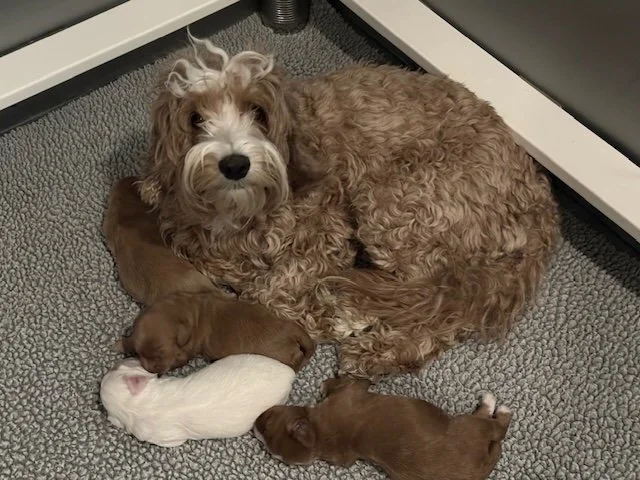 Marley with Home for the Holiday newborns.jpeg