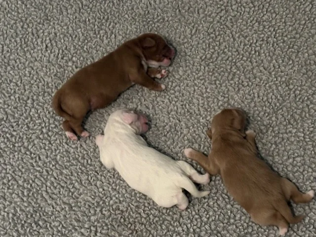 Home for the Holiday newborn .jpg