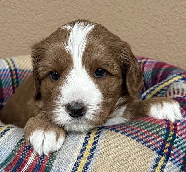 Crosby 4 weeks Home for the Holidays .jpg