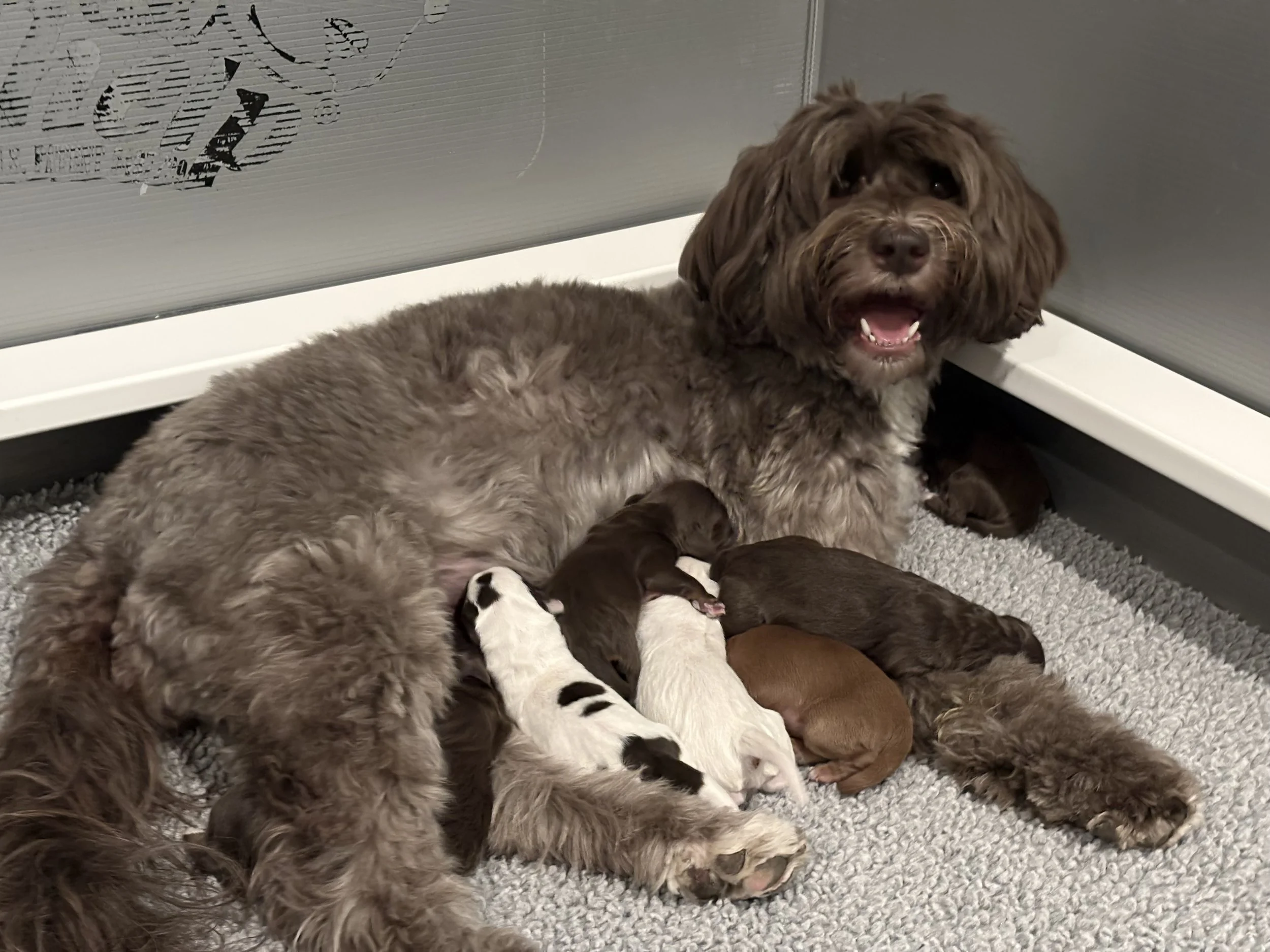 Scout with Olympian newborns.jpeg
