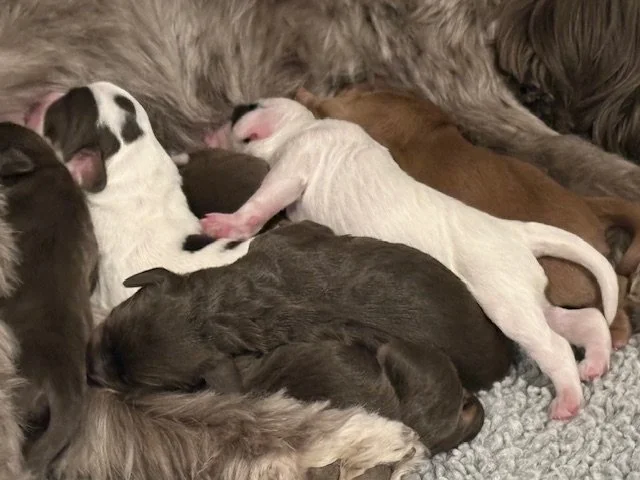 newborn winter olympians.jpeg