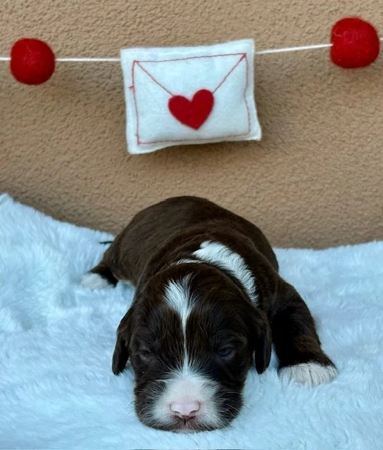 Scotty 2 weeks Winter Olympians .jpeg