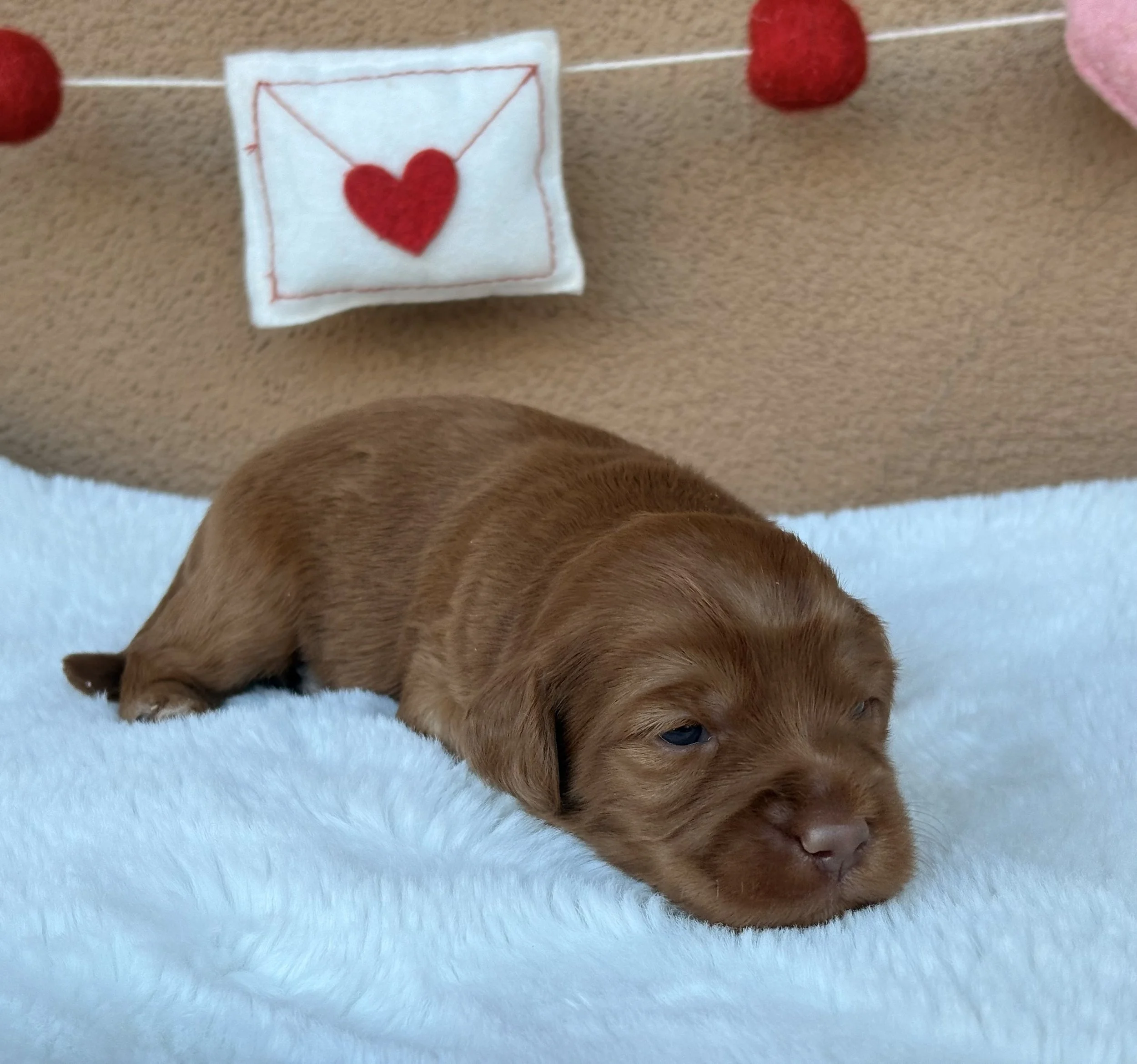 Bode 2 weeks Winter Olympians .jpeg