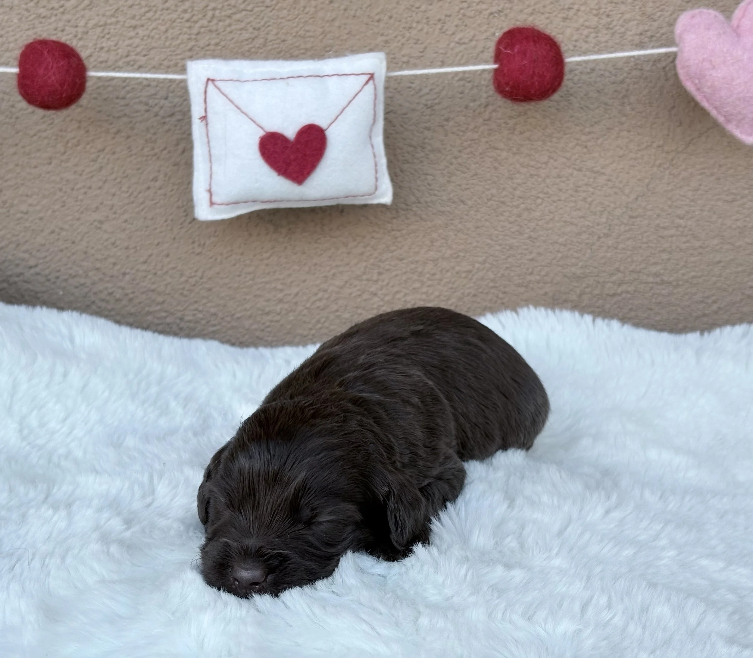 Apollo 2 weeks Winter Olypins.jpeg