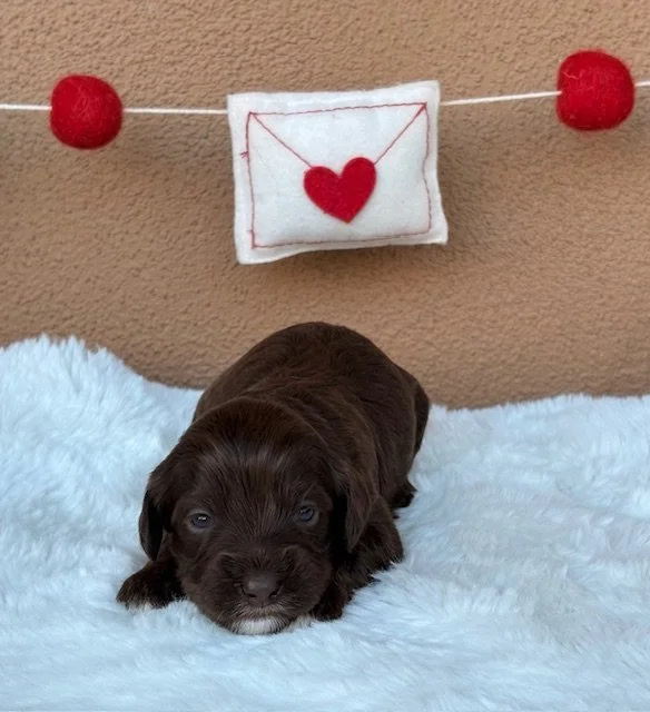 Dorothy 2 weeks Winter Olympians.jpeg