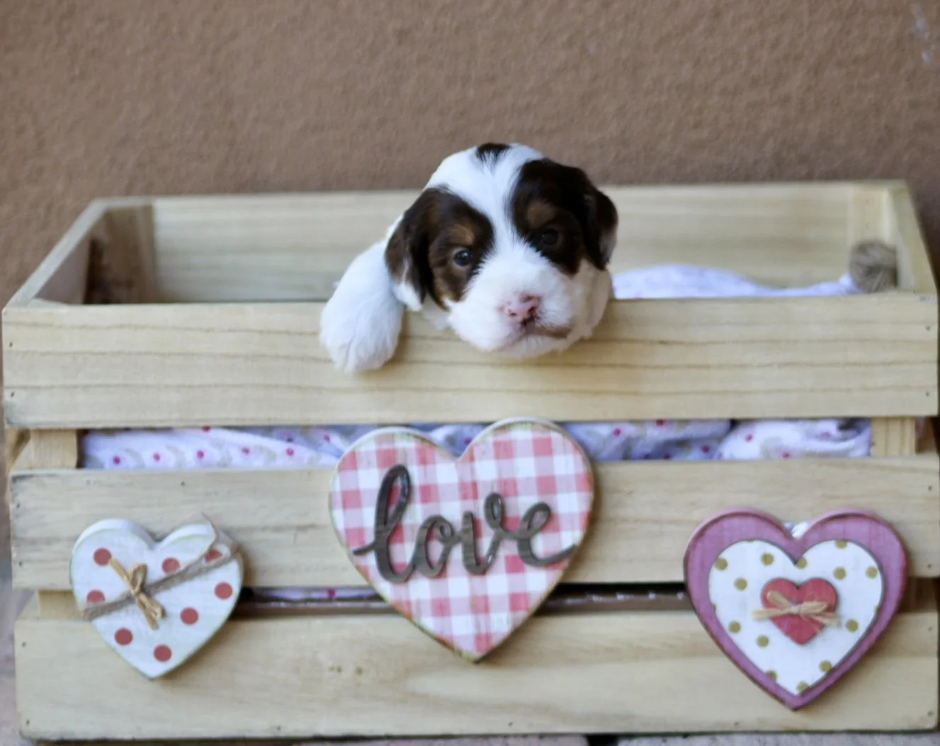 Bosco 3 weeks Winter Olympians .jpg