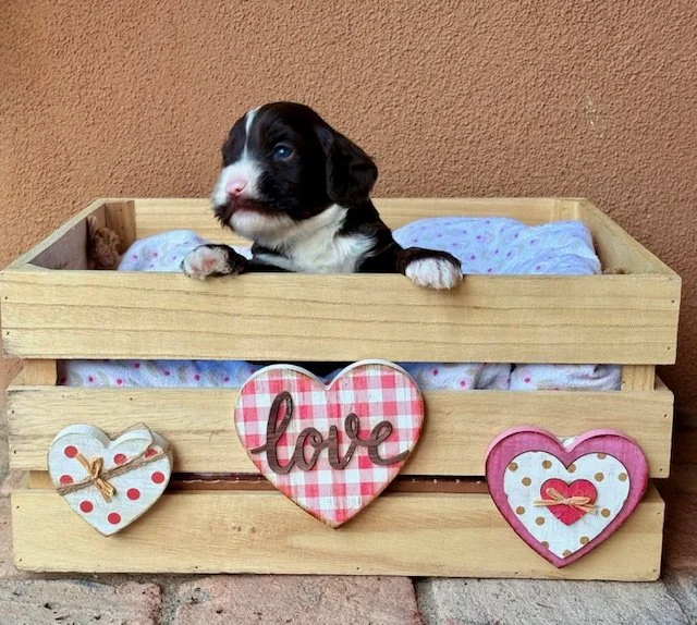 Scotty 3 weeks Winter Olympains .jpeg