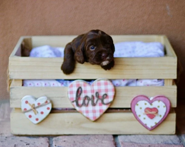 Shaun *Winter Olympians @ 3 weeks .jpg