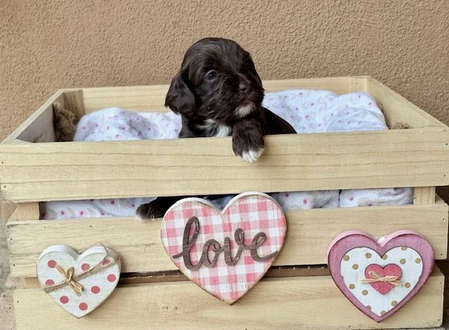 Dorothy 3 weeks Winter Olympians .jpeg