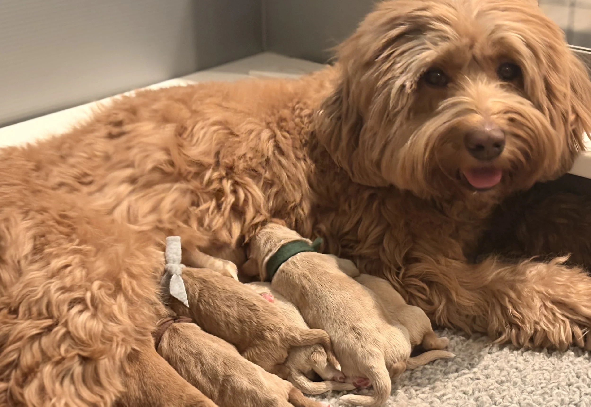 Cora closeup w newbron sun kissed .jpeg