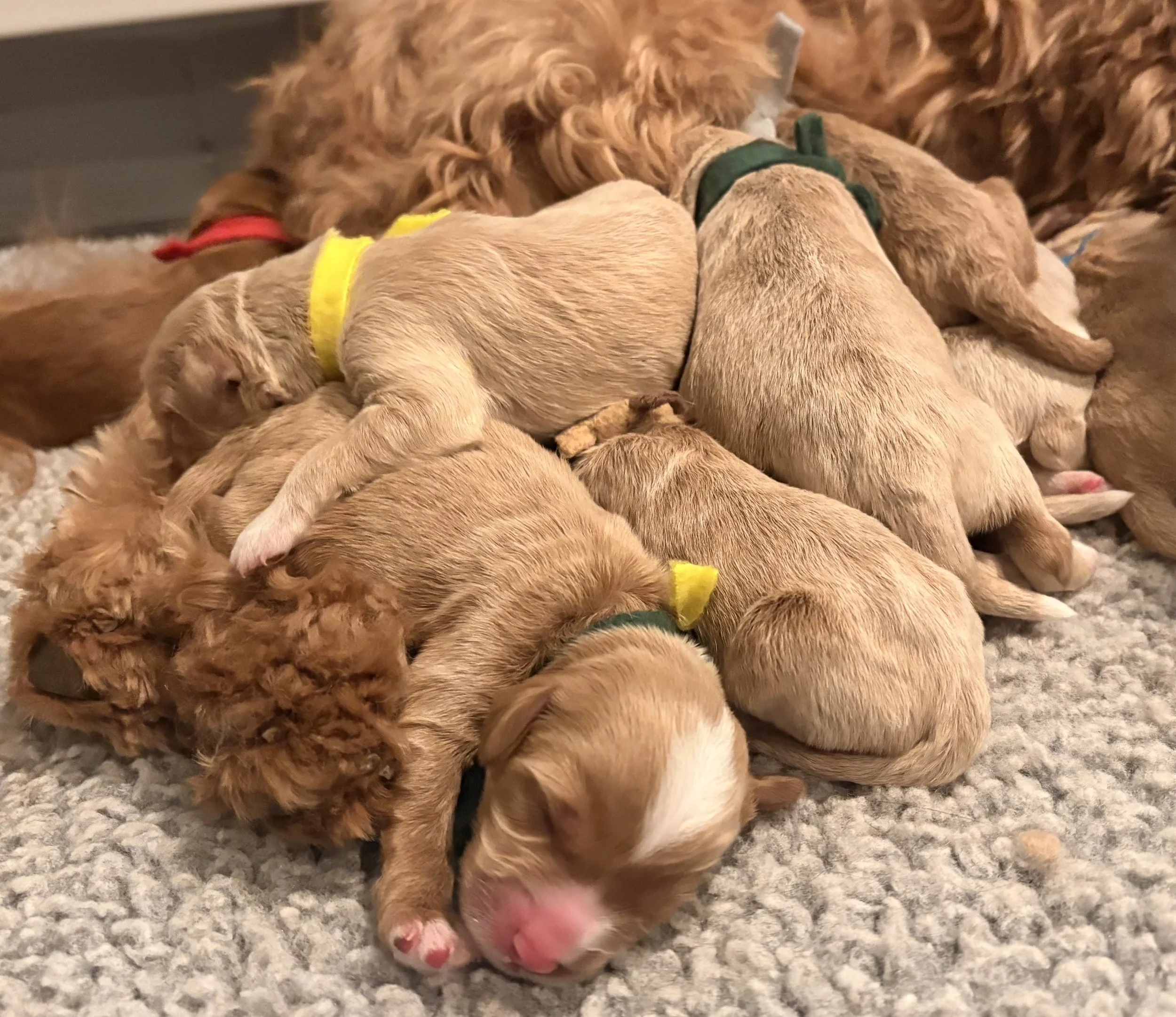 Sun kissed newborns.jpeg