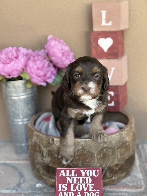 Button 4 weeks Winter Olympians .jpeg