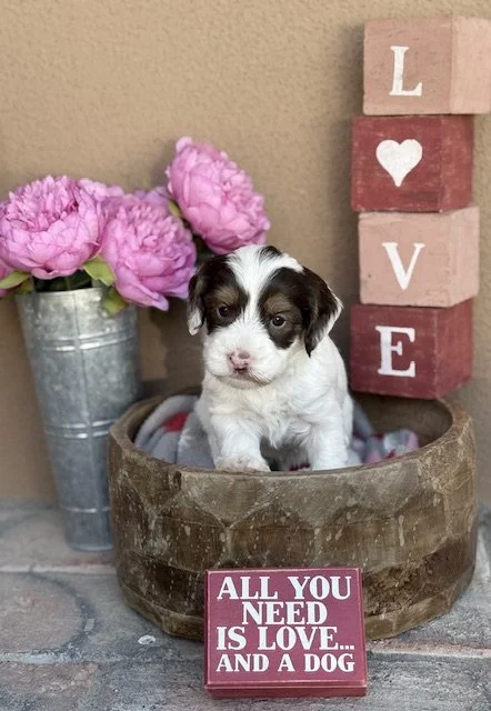 Bosco 4 weeks Winter Olympians .jpeg