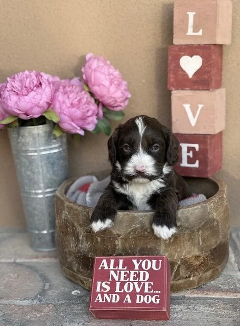 Scotty 4 weeks Winter Olympians .jpeg