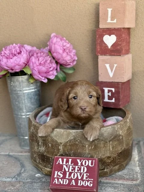 Bode 4 weeks Winter Olympians .jpeg