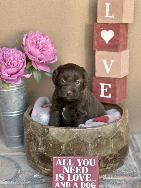 Apollo 4 weeks Winter Olympians .jpeg