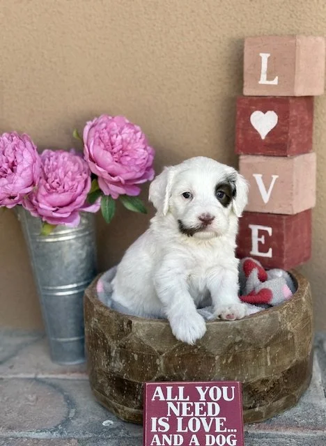 Picabo 4 weeks Winter Olympians .jpeg