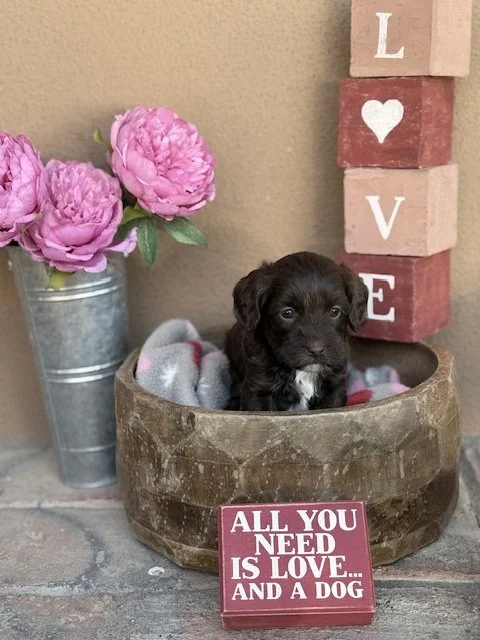 Dorothy 4 weeks Winter Olympians .jpeg