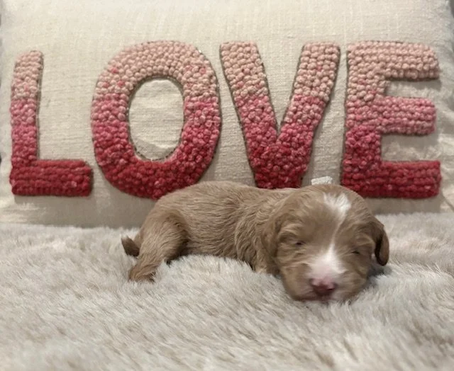 Clementine 2 weeks SUN KISSED LITTER.jpeg