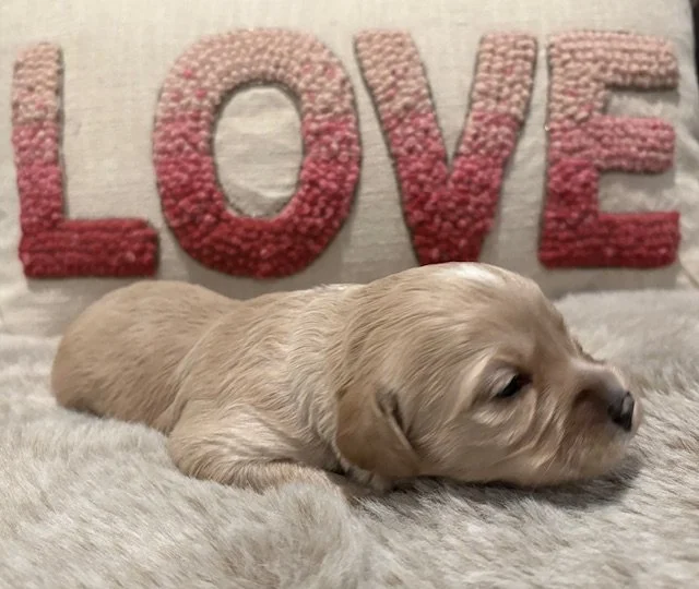 Pom 2 weeks Sun Kissed litter.jpeg