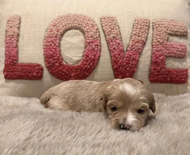 Honey Bell 2 weeks un Kissed litter.jpeg