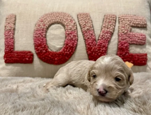 Sunny Girl 2 weeks Sun Kissed litter.jpeg