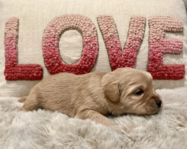 Tangerine 2 weeks Sun Kissed Litter.jpeg