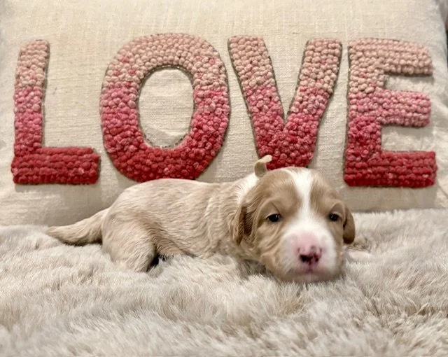 Fizz 2 weeks Sun kissed Litter .jpeg