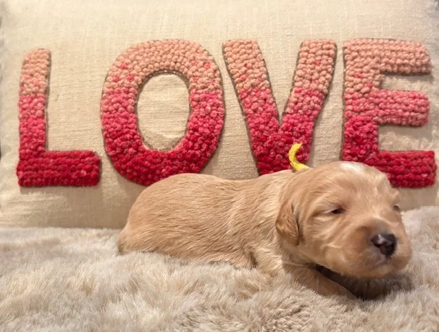 Tango 2 weeks Sun Kissed Litter .jpeg