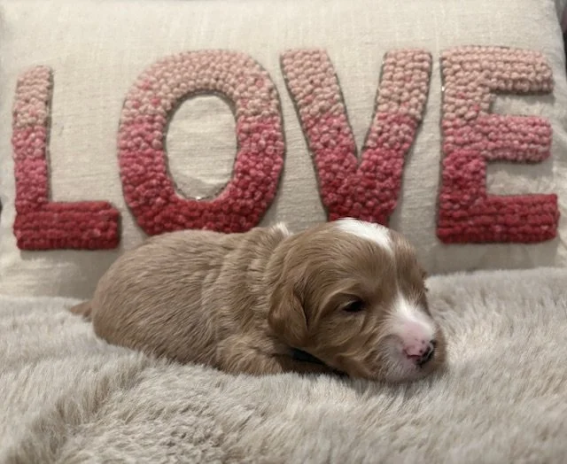 Twist 2 weeks Sun Kisssed Litter .jpeg