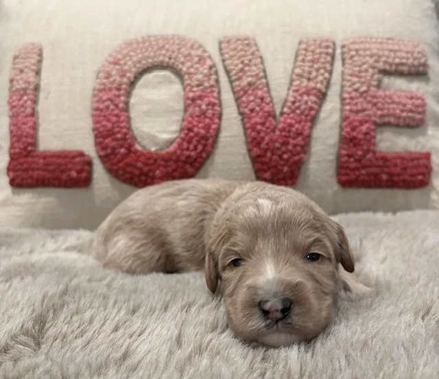 Goldie boy 2 weeks Sun Kissed Litter .jpeg