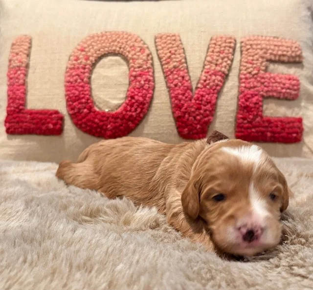 Zest 2 weeks Sun Kissed Litter.jpeg