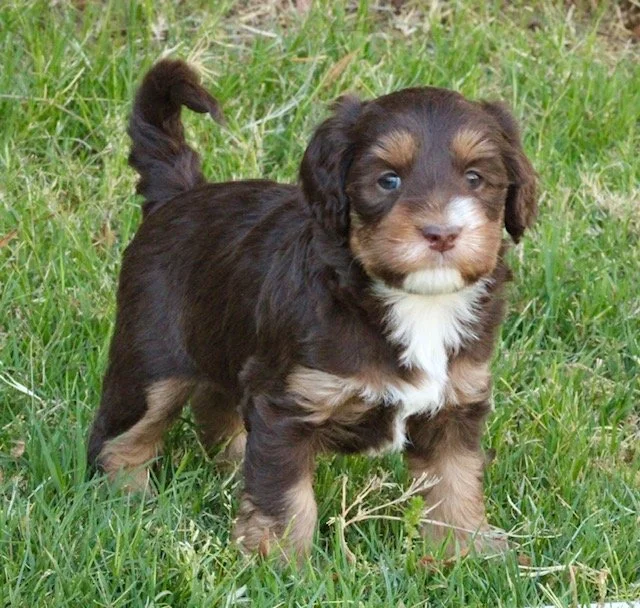 Button 5 weeks Winter Olympics.jpg