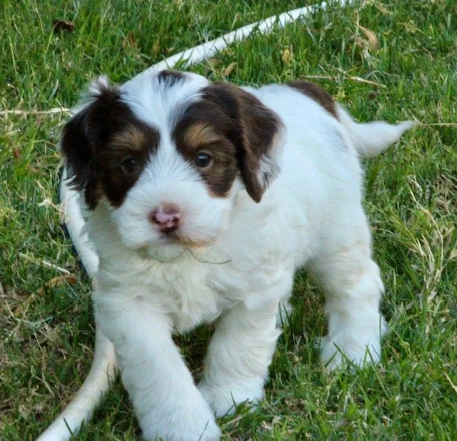 Bosco 5 weeks Winter Olympics.jpg