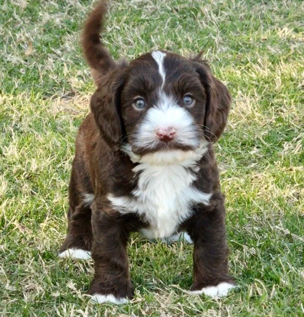 Scotty 5 weeks Winter Olympics.jpg