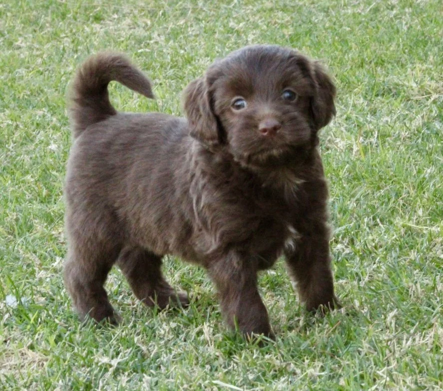 Shaun 5 weeks Winter Olympics .jpg