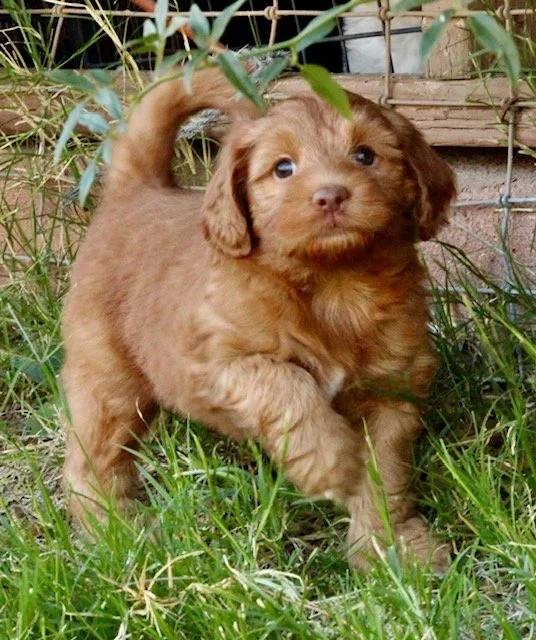 Bode 5 weeks Winter Olympics.jpg