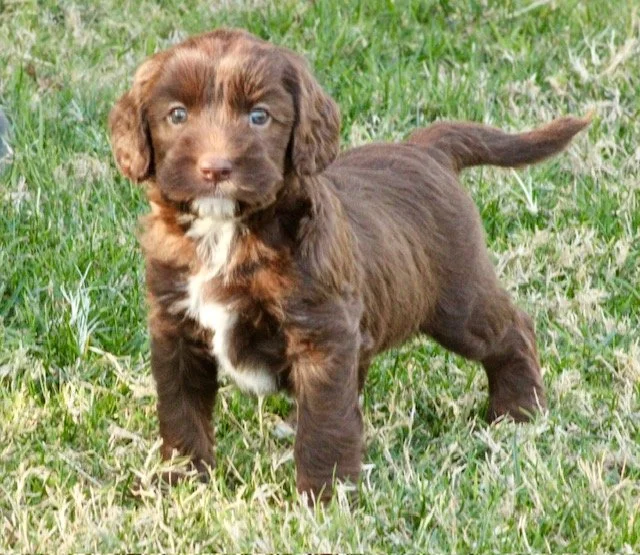 Apollo 5 weeks Winter Olympics.jpg