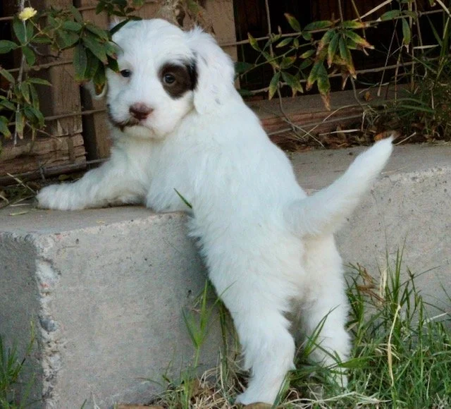 Picabo 5 weeks Winter Olympics .jpg